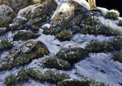 Suzie Seerey-Lester – First Light Cougar