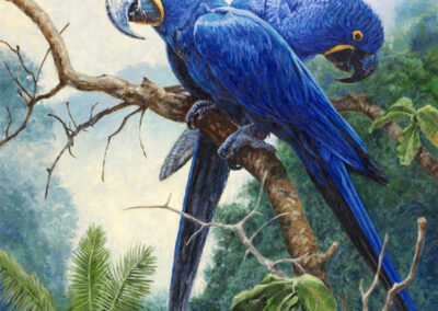 Stephen Left – Rainforest Overlook